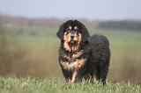 DOGUE DU TIBET 539